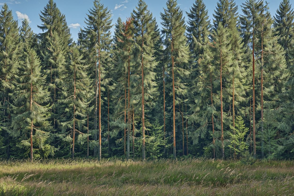 Введение новой статьи в Лесной кодекс Российской Федерации